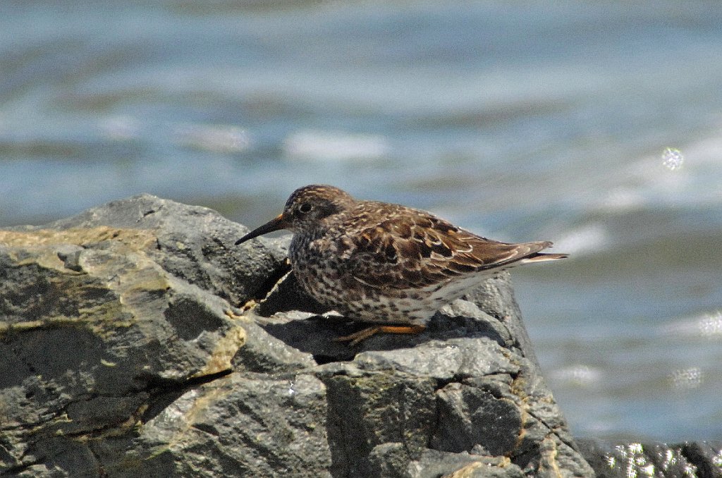 Sandpiper, Purple, x2009-05119261 Parker River NWR, MA.JPG - Purple Sandpiper. Parker River NWR, MA, 5-11-2009